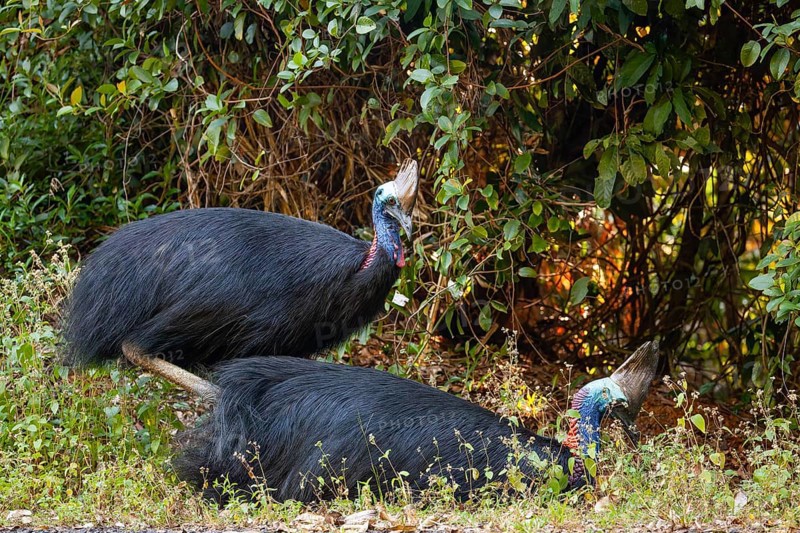 Mating behavior of helmet cassowaries in the Queensland rainforest Australia
