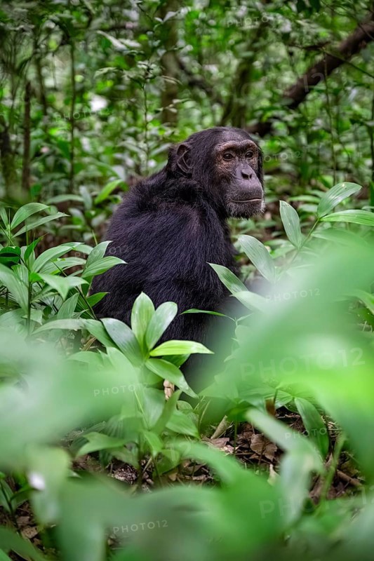 Chimpanzee (Pan Troglodytes), male on the ground, jungle in Kibale National Park, Uganda