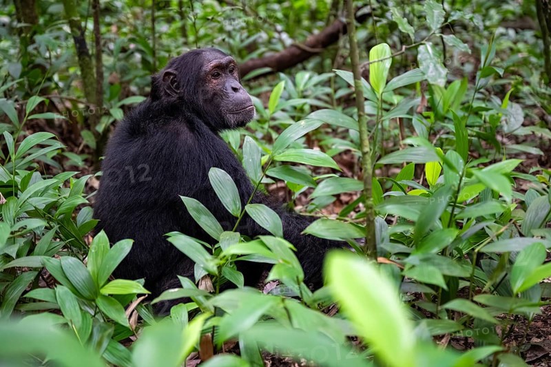 Chimpanzee (Pan Troglodytes), male on the ground, jungle in Kibale National Park, Uganda