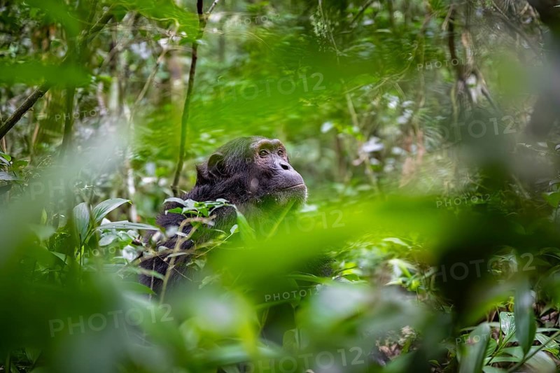 Chimpanzee (Pan Troglodytes), male looking thoughtfully, on the ground, mood, green jungle in Kibale National Park, Uganda