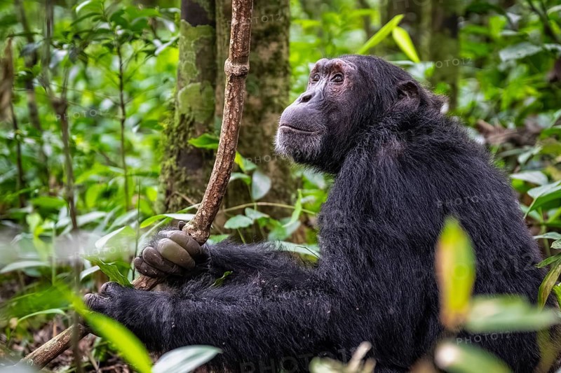 Chimpanzee (Pan Troglodytes), male on the ground, jungle in Kibale National Park, Uganda