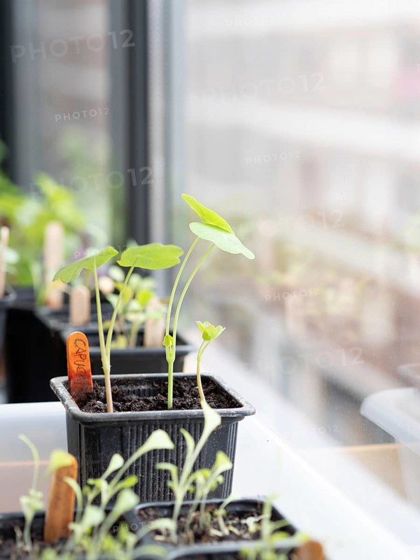 Seedlings of aromatic and edible plants growing in small pots on a windowsill