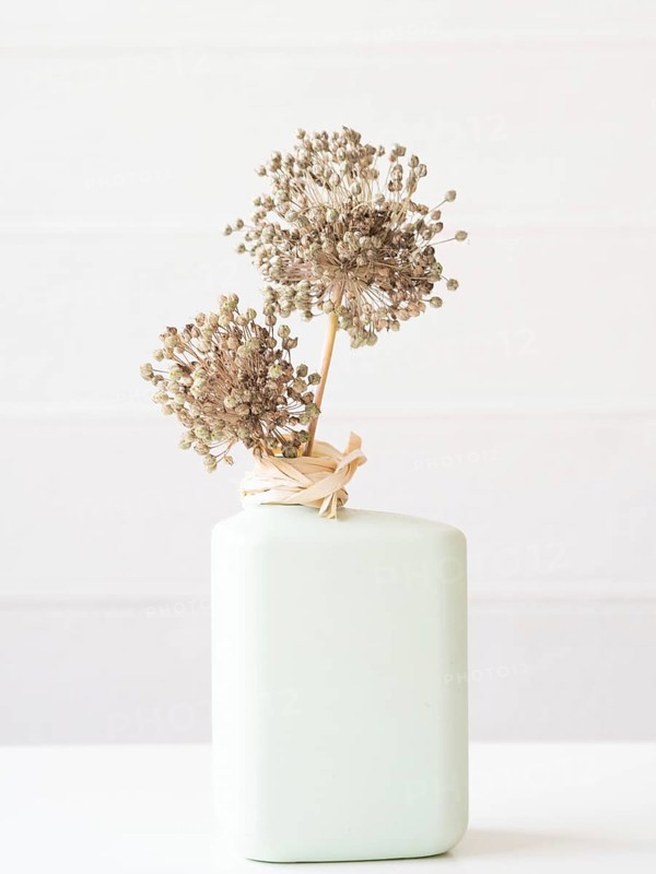 Minimalist still life of dried allium flowers in a light green vase with raffia ribbon, placed on a white surface against a white wooden background