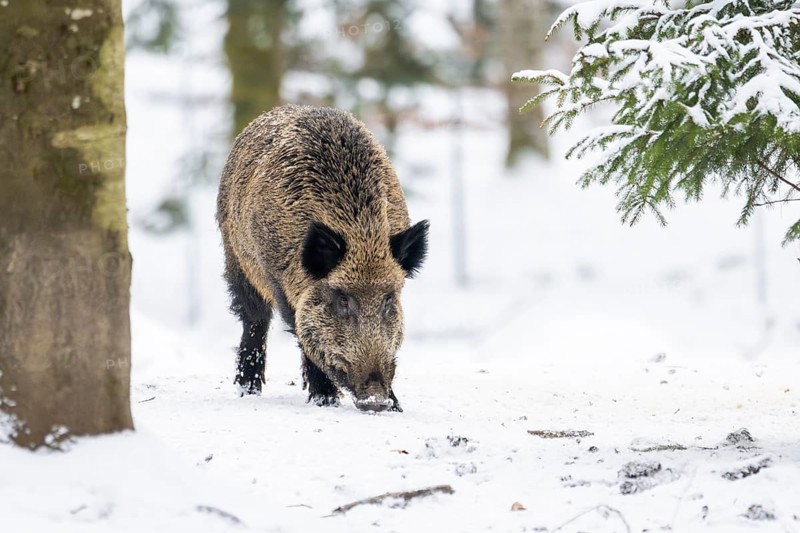Wild boar (Sus scrofa) standing in a forest in winter, snow, Bavaria, Germany