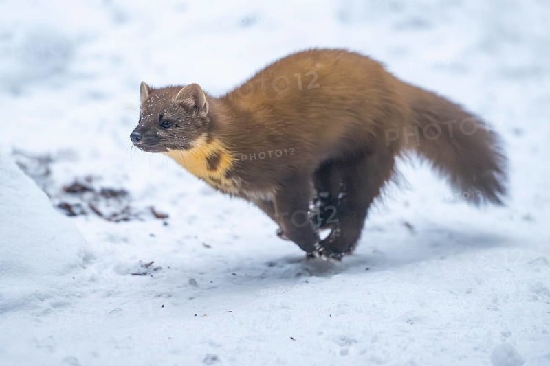 European pine marten (Martes martes) running in the snow in winter, National Park Bavarian Forest, Bavaria, Germany