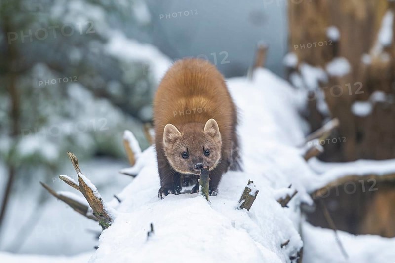 European pine marten (Martes martes) standing in the snow in winter, National Park Bavarian Forest, Bavaria, Germany
