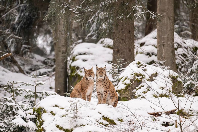 Eurasian lynx (Lynx lynx) sitting in a forest in winter, snow, Bavaria, Germany