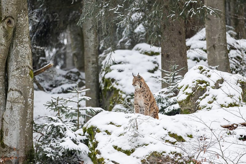 Eurasian lynx (Lynx lynx) sitting in a forest in winter, snow, Bavaria, Germany
