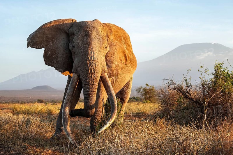 African elephant (Loxodonta africana) in picturesque landscape with the summit of Mount Kilimanjaro, the famous Super Tusker elephant Craig, old male with long tusks, in the evening light, Kajiado County, Kenya