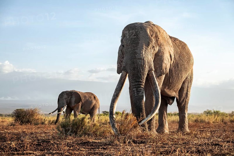 Two African elephants (Loxodonta africana) in a picturesque landscape with the summit of Mount Kilimanjaro, the famous Super Tusker elephant Craig with his friend Pascal, old male with long tusks, in the evening light, Kajiado County, Kenya