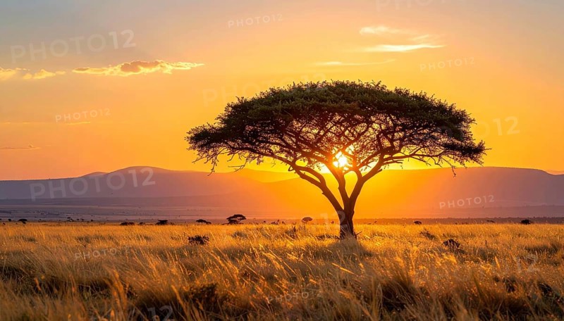 Single acacia tree in the savannah at sunset, solitude in the wild, dry grass in the foreground, yellow sky with colorful clouds, AI generated