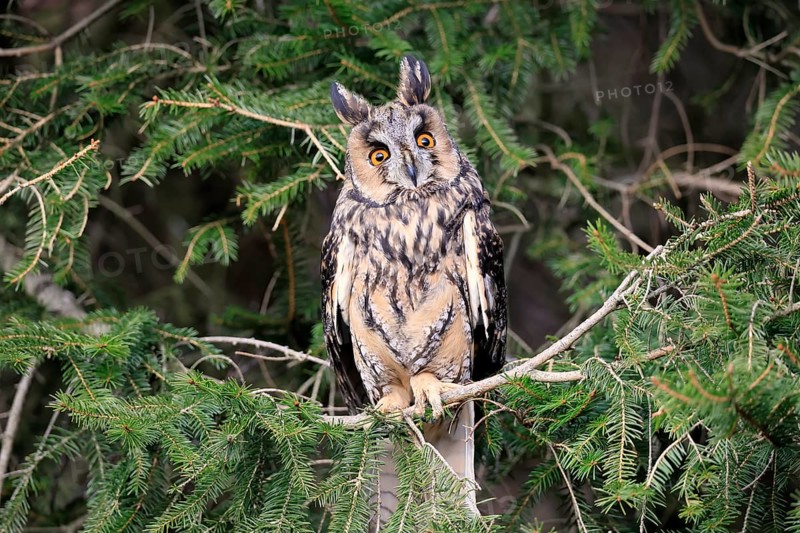 Long-eared owl (Asio otus), adult, on tree, in winter, alert, Bohemian Forest, Czech Republic, Europe, Germany