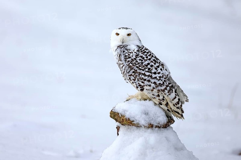 Snowy owl (Nyctea scandiaca), snowy owl, adult, alert, in snow, perch, in winter, Bohemian Forest, Czech Republic, Europe, Germany, captive