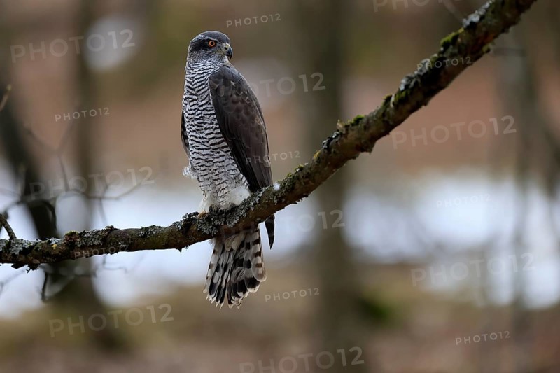 Hawk (Astur gentilis), adult, female, on tree, in winter, alert, Bohemian Forest, Czech Republic, Europe, Germany