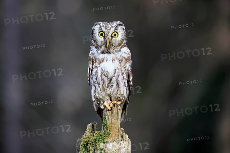 Roughfoot owl (Aegolius funereus), groufoot owl, adult, perch, alert, in winter, Bohemian Forest, Czech Republic, Europe, Germany