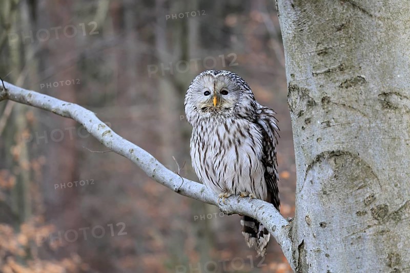 Hawk owl (Strix uralensis), adult, in winter, on tree, Bohemian Forest, Czech Republic, Europe, Germany