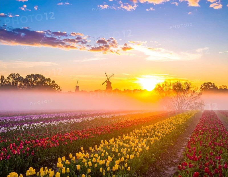 Fog covered landscape in sunrise with tulip fields and windmill in background, AI generated