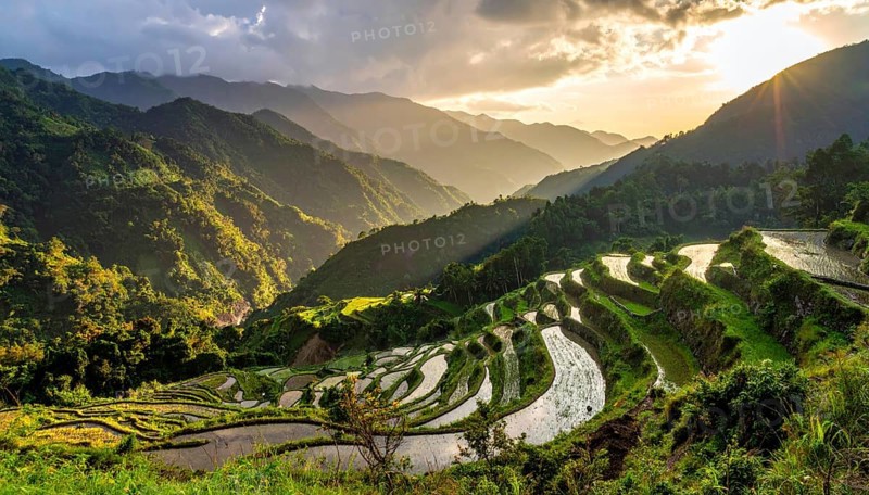 Early morning light bathes Philippines rice terraces cascading down mountain slopes, beautiful golden light, AI generated