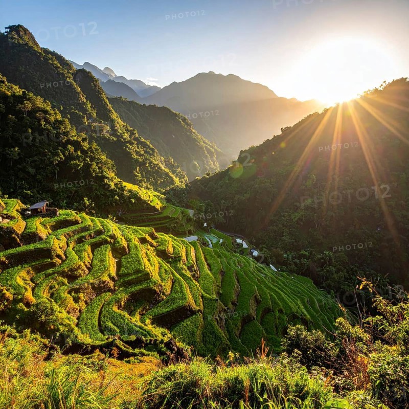 Early morning light bathes Philippines rice terraces cascading down mountain slopes, beautiful golden light, AI generated