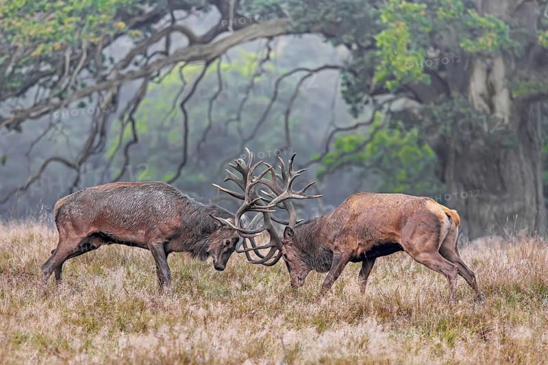 Two rutting red deer (Cervus elaphus) stags fighting by locking antlers during fierce mating battle in grassland at forest edge during rut in autumn