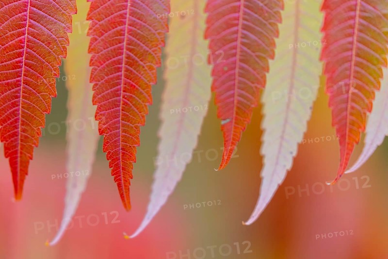 Vinegar tree (Rhus typhina) in autumn colors, autumn, Krauchenwies, Upper Danube nature park Park, Baden-Württemberg, Germany