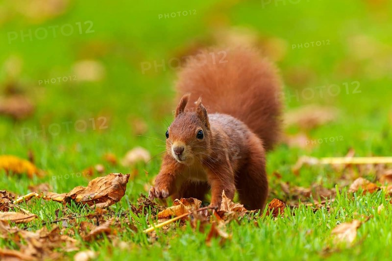 Squirrel (Sciurus vulgaris), wildlife, Germany