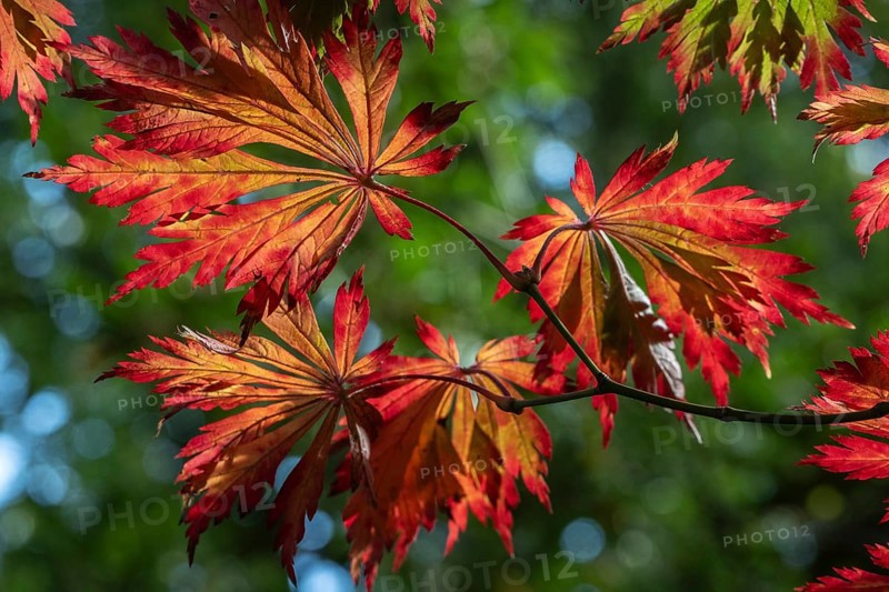 Adenhut leaf maple (Acer japonicum aconitifolium), autumn leaves, Emsland, Lower Saxony, Germany