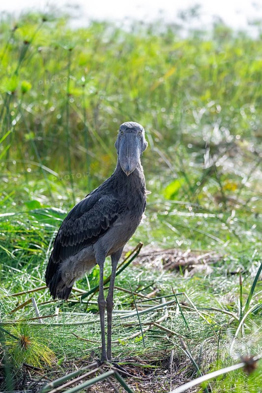 Shoebill (Balaeniceps rex) in the swamps of Mabamba between Papyrus, Lake Victoria, Uganda