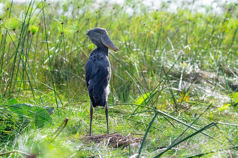 Shoebill (Balaeniceps rex) in the swamps of Mabamba between Papyrus, Lake Victoria, Uganda