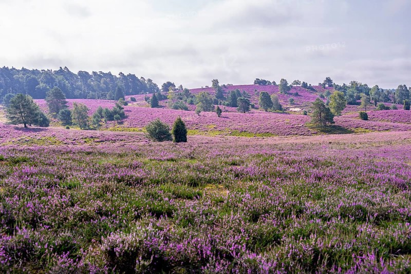Purple flowering heath, heather and juniper bushes, Lüneburg Heath nature reserve, Lower Saxony, Germany