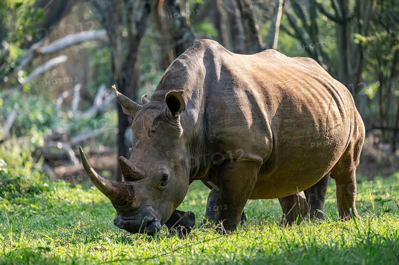 Southern white rhinoceros (Ceratotherium simum simum), Ziwa Rhino Sanctuary, Uganda