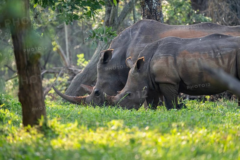 Two animals, Southern white rhinoceros (Ceratotherium simum simum), Ziwa Rhino Sanctuary, Uganda