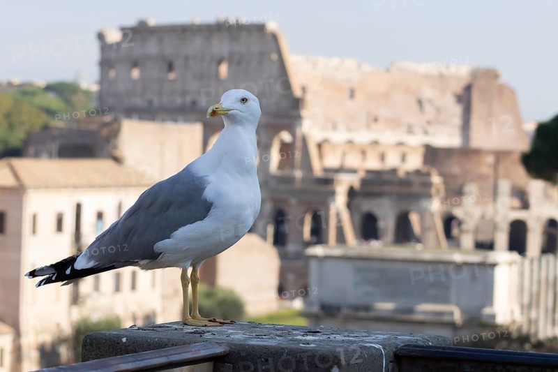 Yellow-legged gull (Larus michahellis) adult bird on an ancient city building with The Colosseum in the background, Rome, Italy