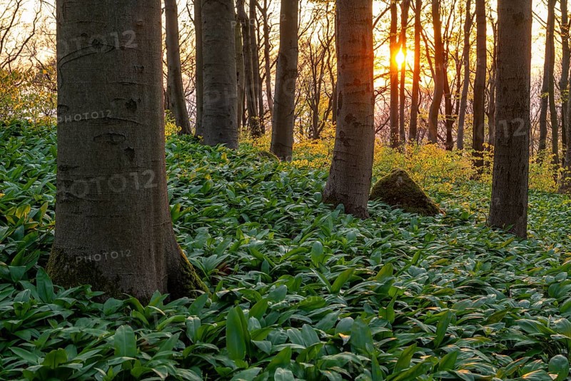 The light of the sun shines in an idyllic beech forest in spring with lush green wild garlic on the ground, Naturwald Saubrink-Oberberg, Ith, Weserbergland, Lower Saxony, Germany