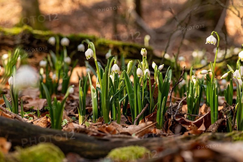Close-up of spring knotweed (Leucojum vernum) in the forest, also known as marzenbecher, in picturesque evening light at flowering time in spring, Schweineberg nature reserve, Hameln, Lower Saxony, Germany