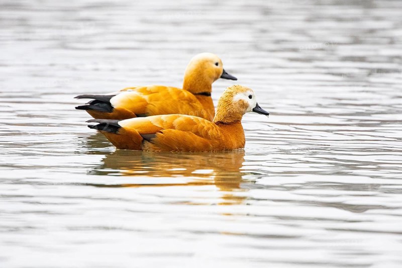 Ruddy shelduck (Tardora ferruginea) Germany