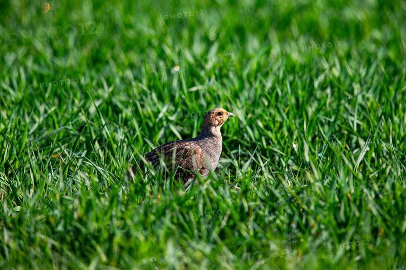 Grey partridge (Perdix perdix) Germany