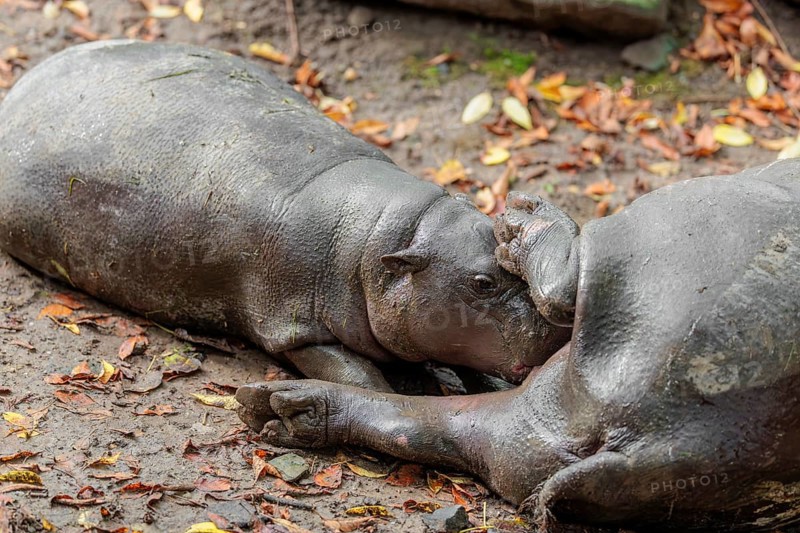 A female pygmy hippopotamus (Choeropsis liberiensis) nurses its calf. Liberia, West-Afrika