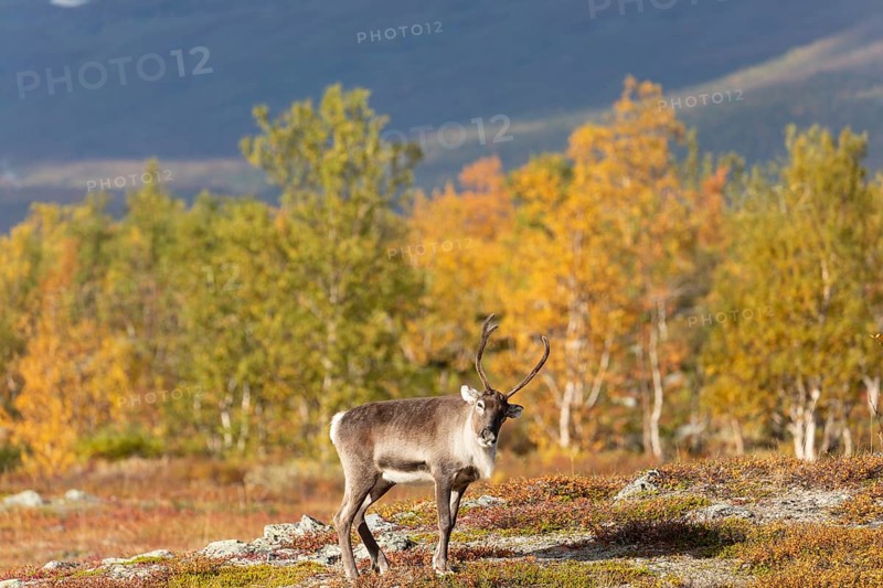 Reindeer at Abisko National Park in the colourful autumn of Lapland below Lapporten, Cuonjávággi