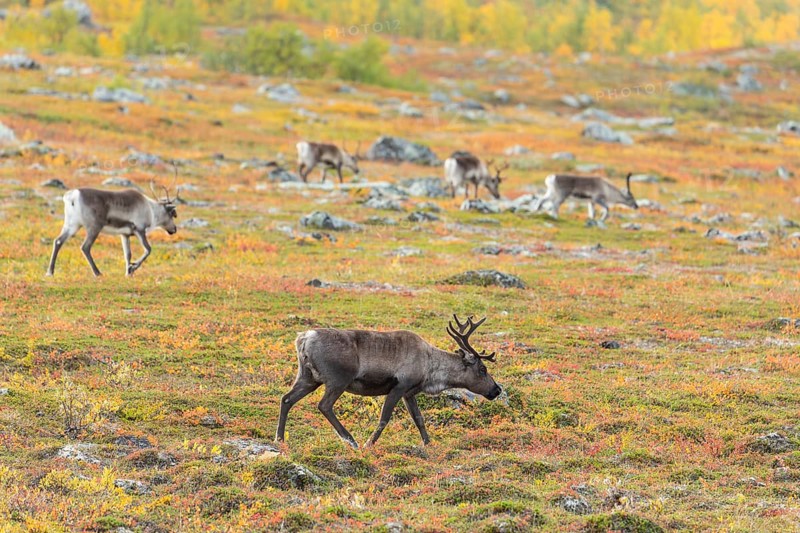 Reindeer herd at Abisko National Park in the colourful autumn of Lapland below Lapporten, Cuonjávággi