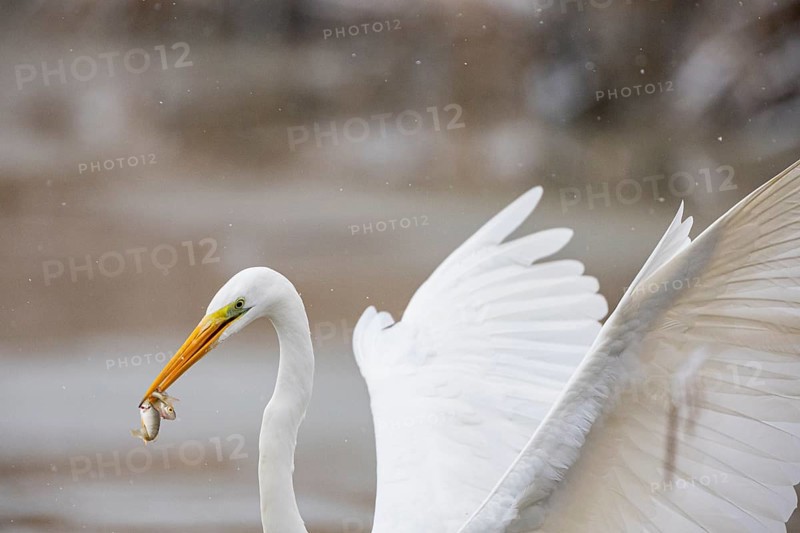 Great White Egret (Egretta alba) Germany
