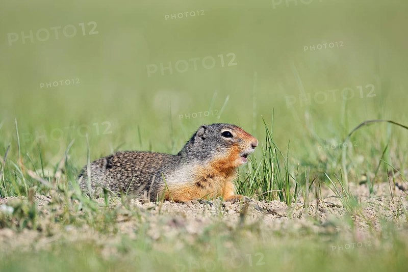 Columbia ground squirrel (Urocitellus columbianus, Spermophilus columbianus), Jasper National Park, Alberta, Canada