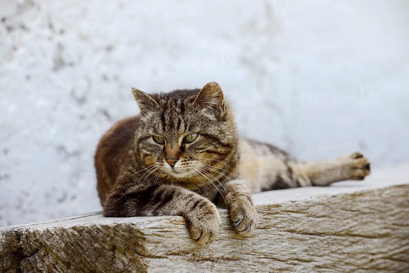 Domestic cat (Felis catus) lying on a wooden bench, Brittany, France