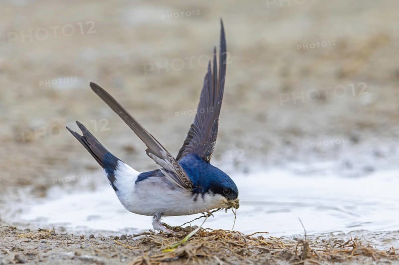 Common house martin, northern house martin (Delichon urbicum) collecting mud in beak from puddle for building nest in spring