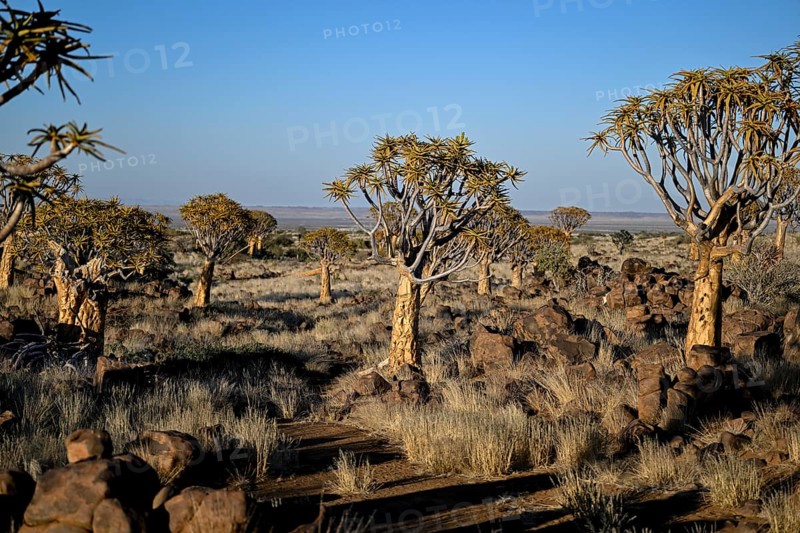Quiver trees (Aloe dichotoma), quiver tree forest near Keetmanshoop, Karas Region, Namibia