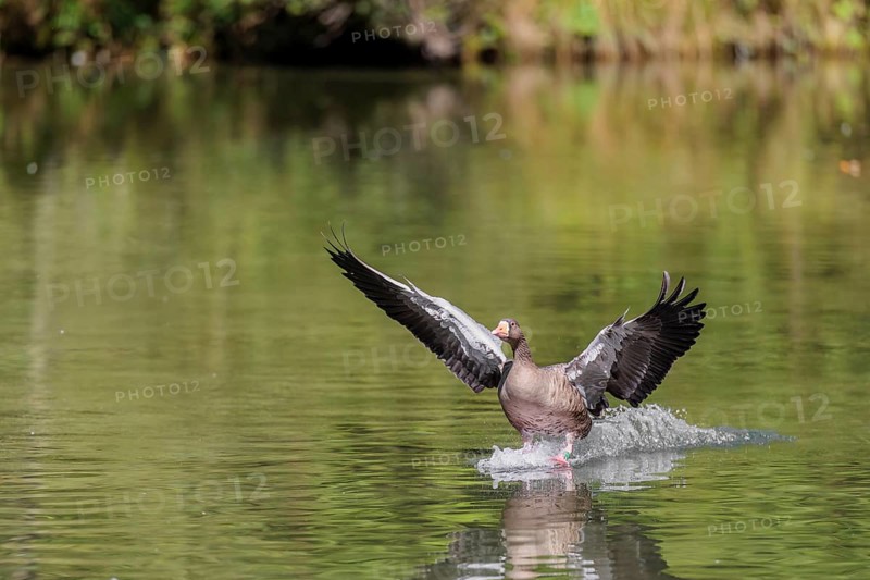 An adult greylag goose (Anser anser) lands on a lake on a sunny day. Bavaria, Germany