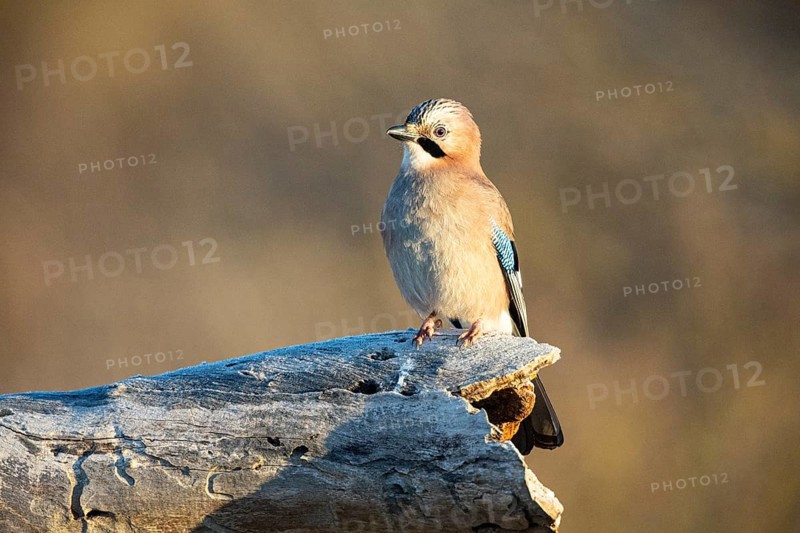 Eurasian jay (Garrulus glandarius) Germany