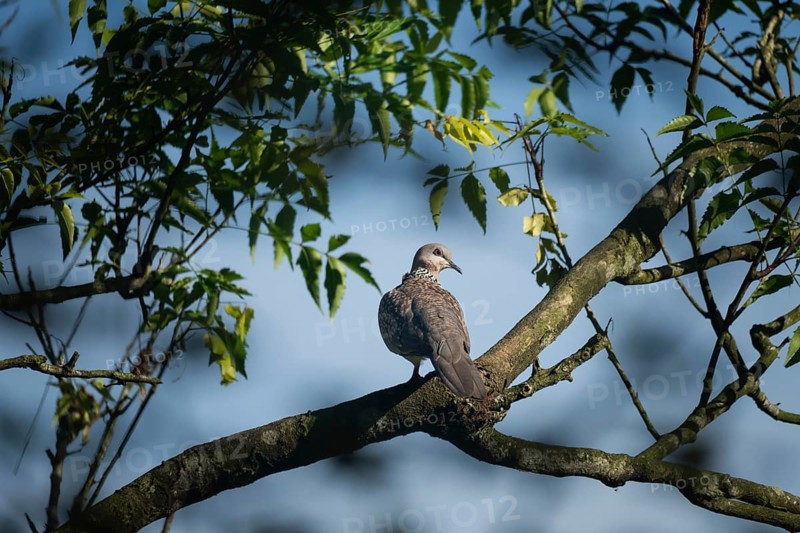 A Spotted dove (Spilopelia chinensis) sits on a tree branch surrounded by green leaves against a clear blue sky
