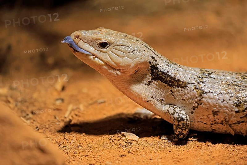 Blue-tongued skink (Tiliqua scincoides), adult, on ground, threatening, portrait, Australia, Germany