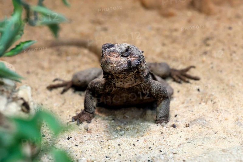 Chuckwalla (Common Chuckwalla ater), adult, on the ground, foraging, Southwest USA, North America, Germany